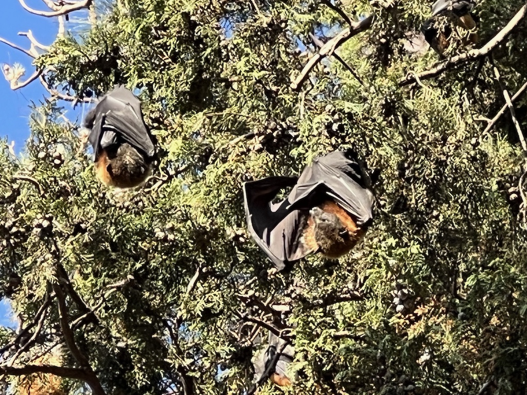 More flying foxes