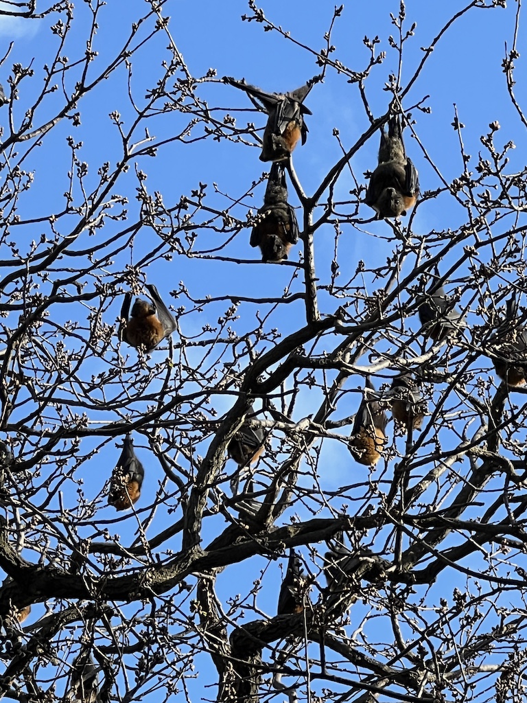 Flying foxes