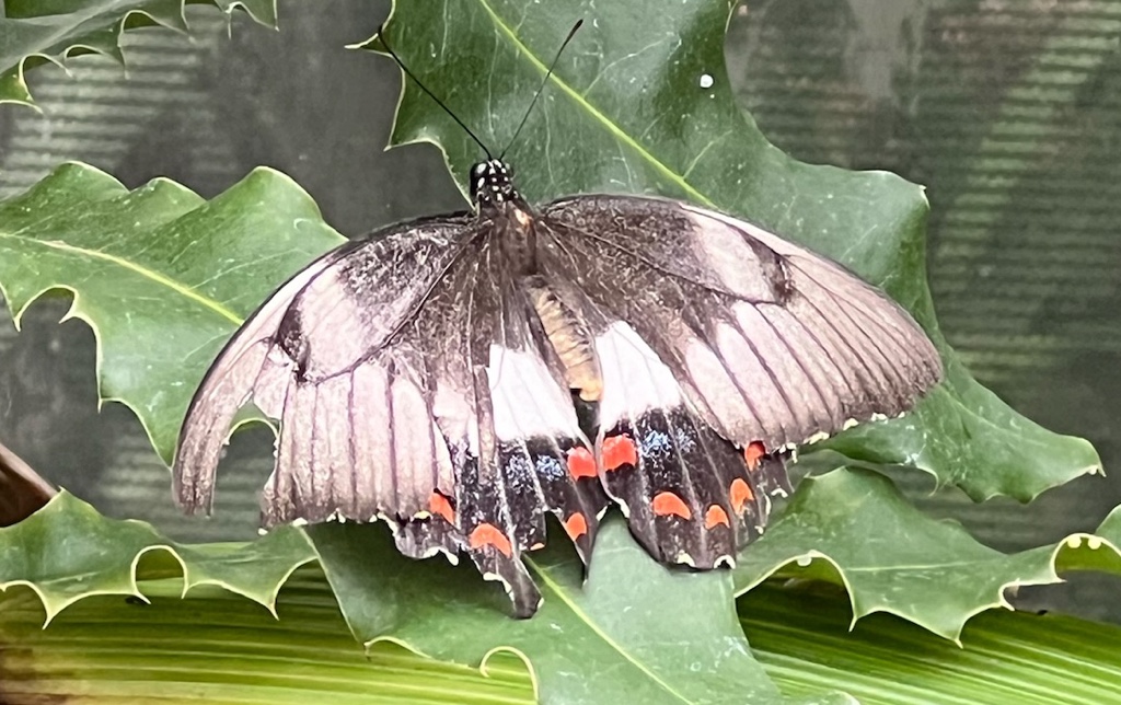 Butterfly with a chunk missing