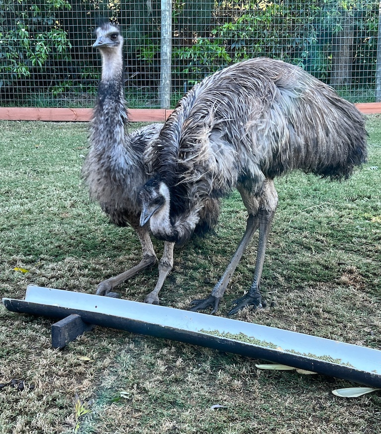 Emus scoring