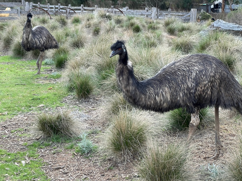 Emus