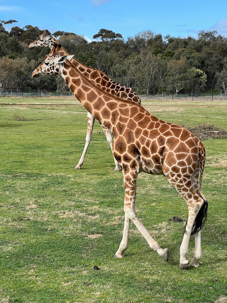 Giraffes