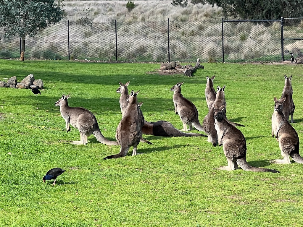 Gray Kangaroos