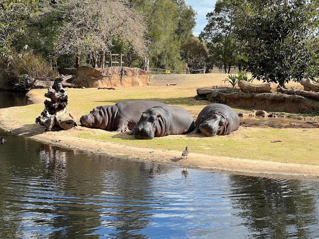 Hippos