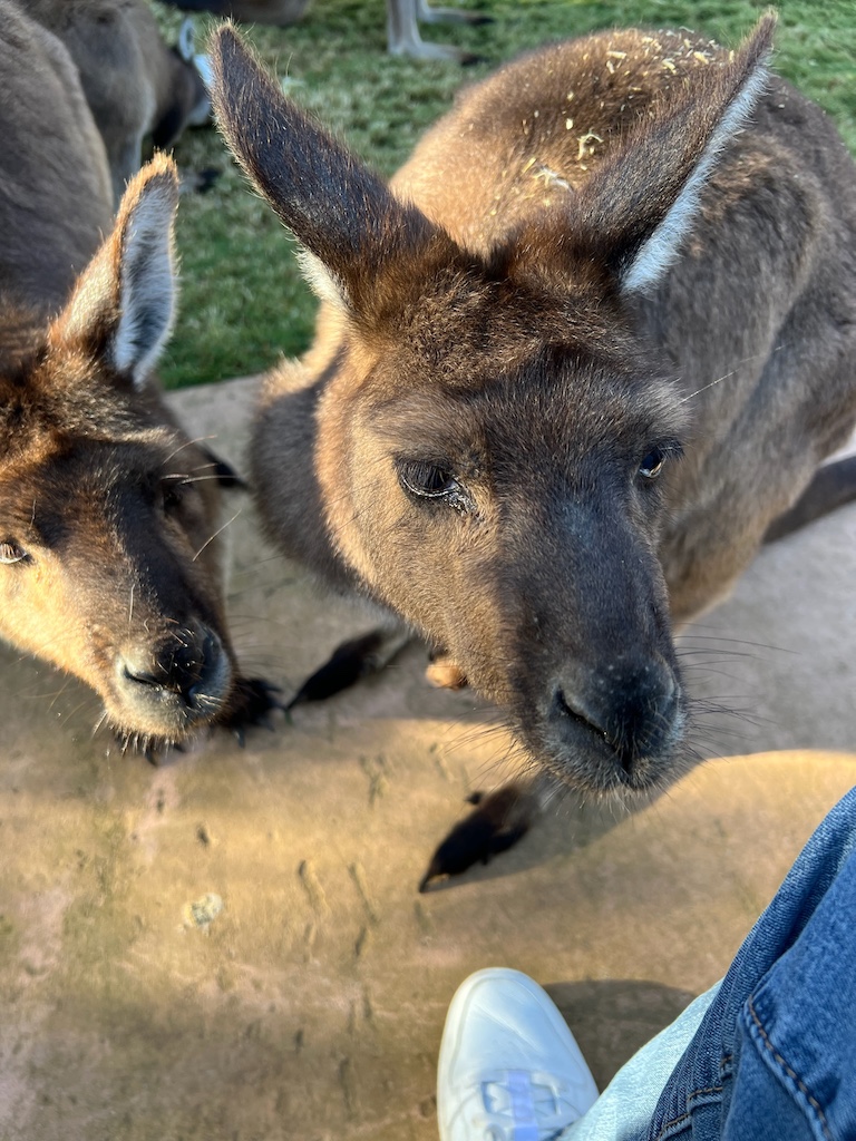 Kangaroos crowding me