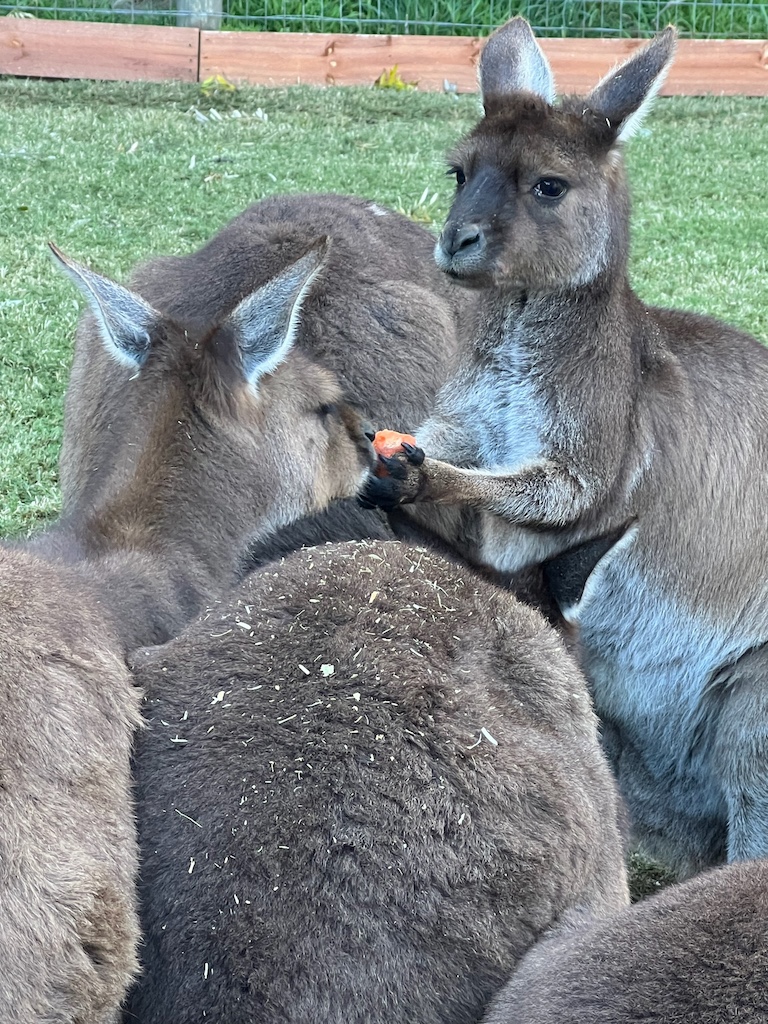 Kangaroo giving side-eye