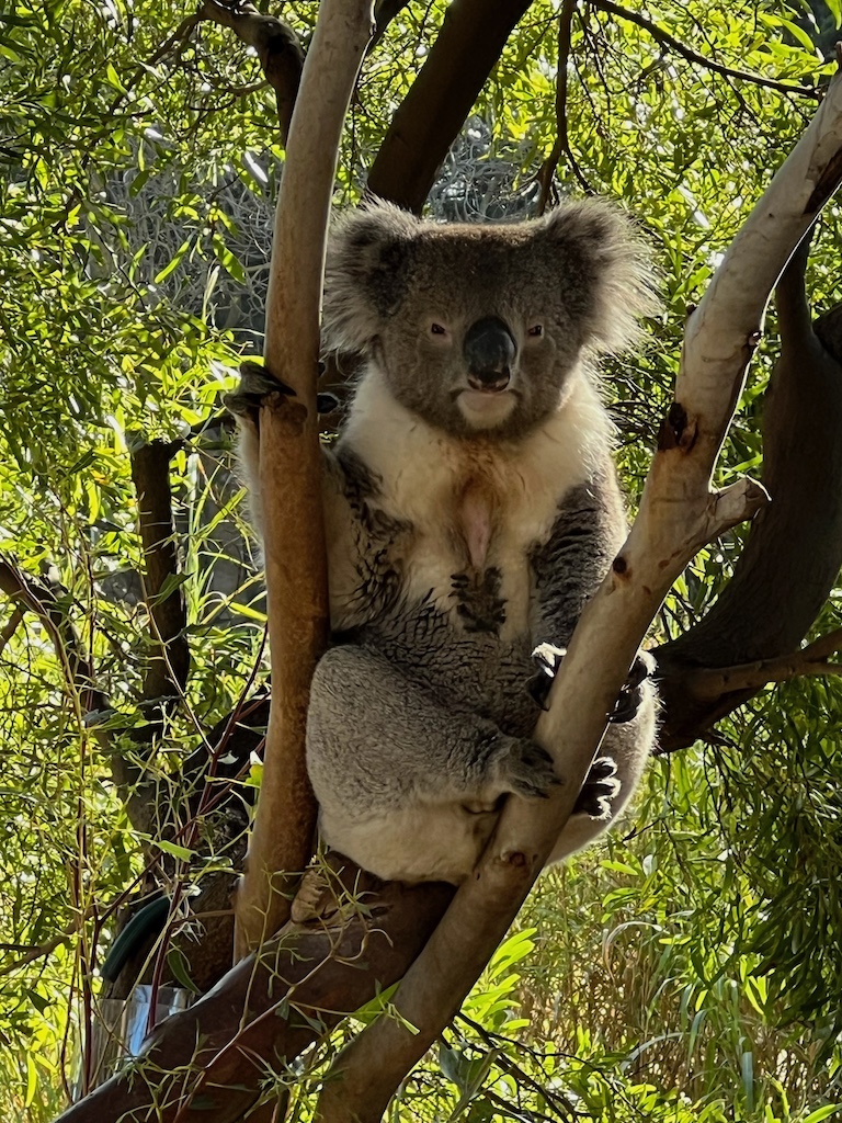 Koala