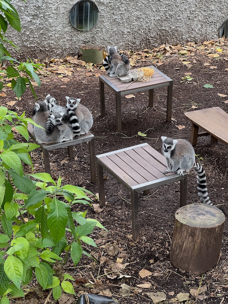 Lemurs