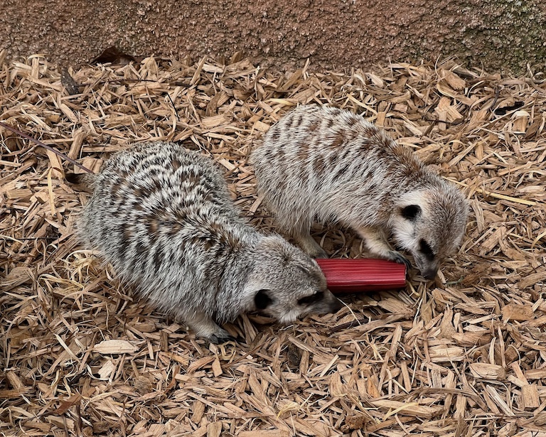 Meerkats digging