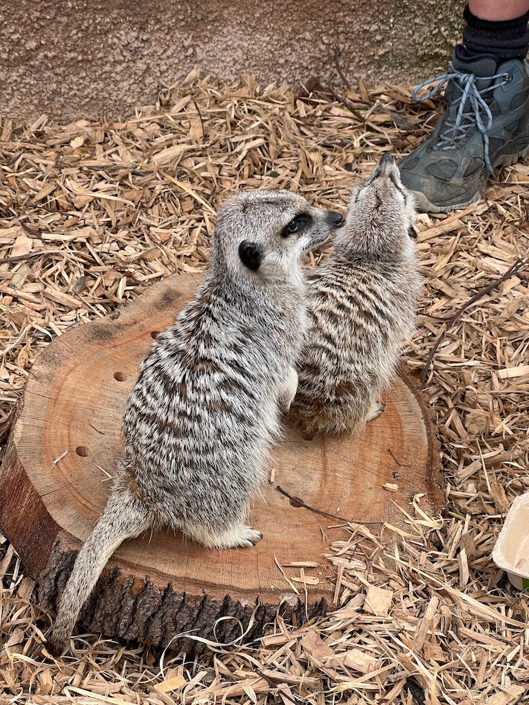 Meerkats standing