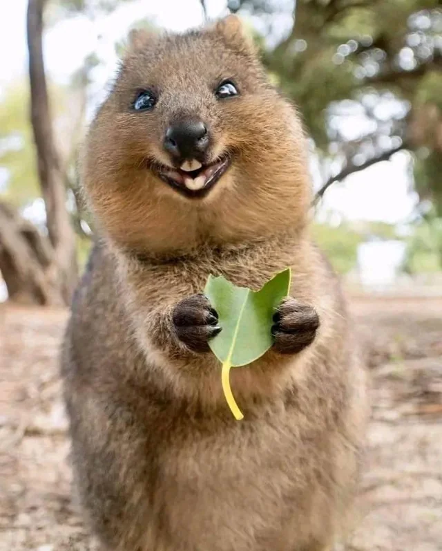 Quokka smiling