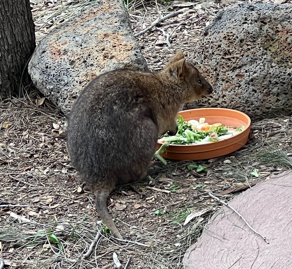 Quokka