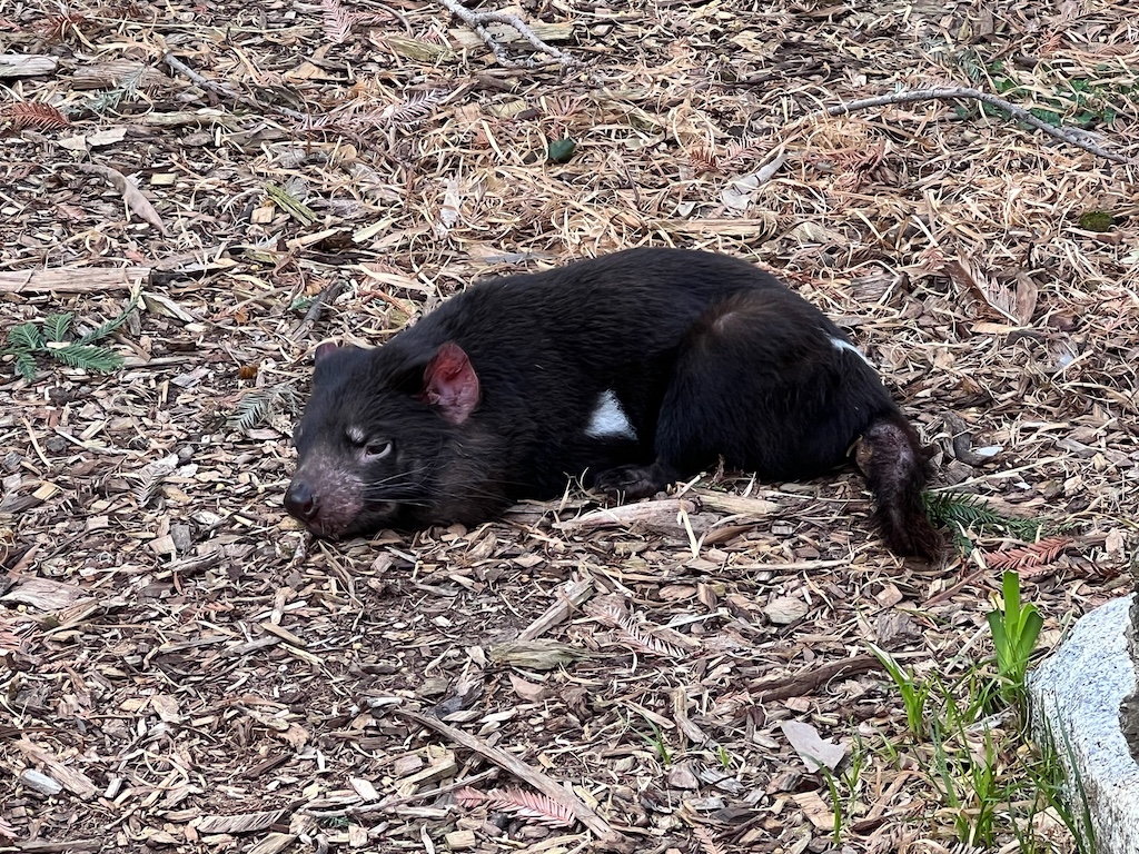 Tasmanian devil slouching