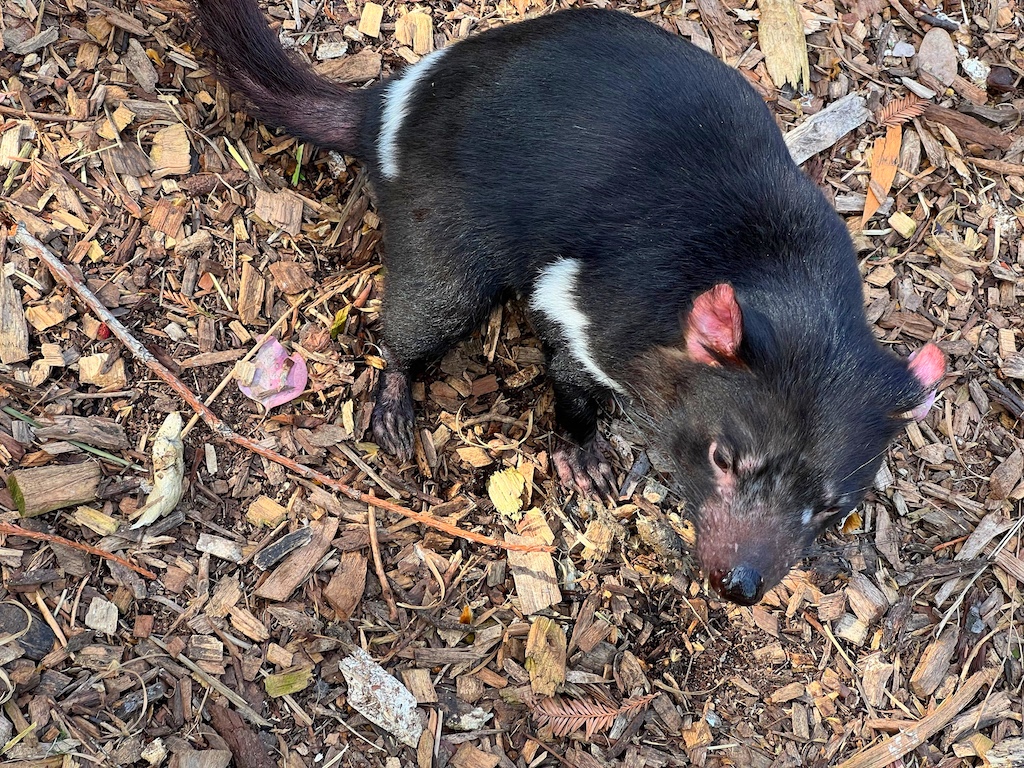 Tasmanian devil