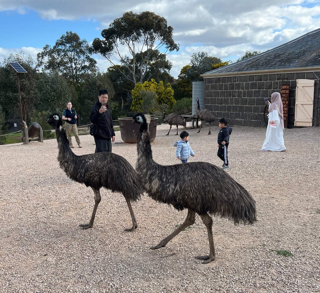 Tourists and Emus