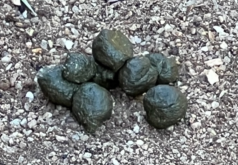 Wombat poop