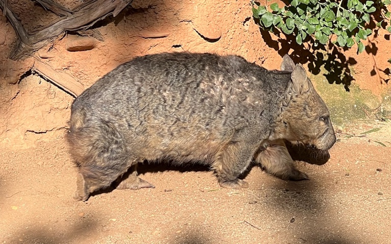 Wombat